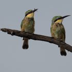 Little Bee-Eater 1