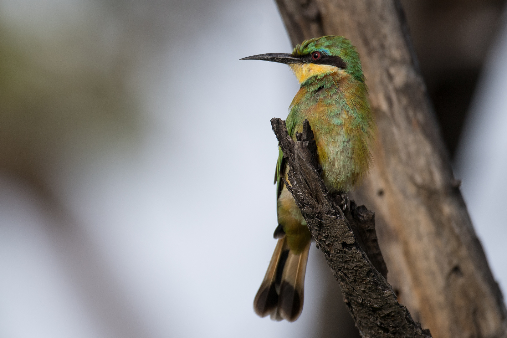 Little Bee-Eater 2