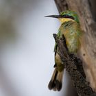 Little Bee-Eater 2