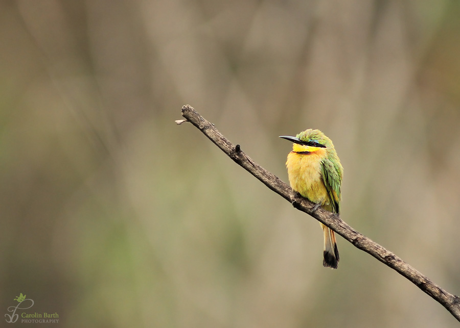 little bee-eater