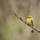 little bee-eater