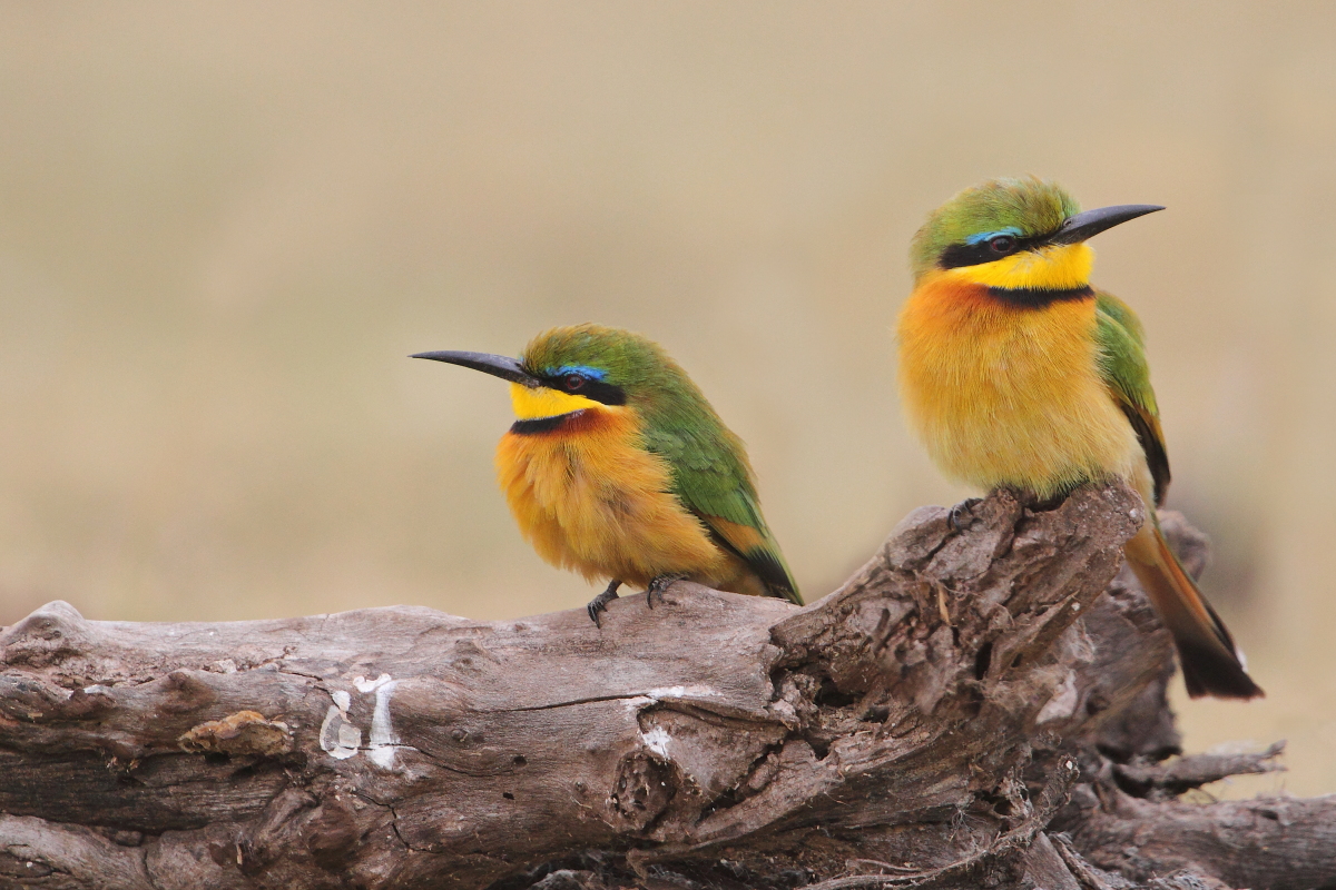 little bee-eater