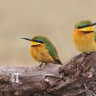 little bee-eater