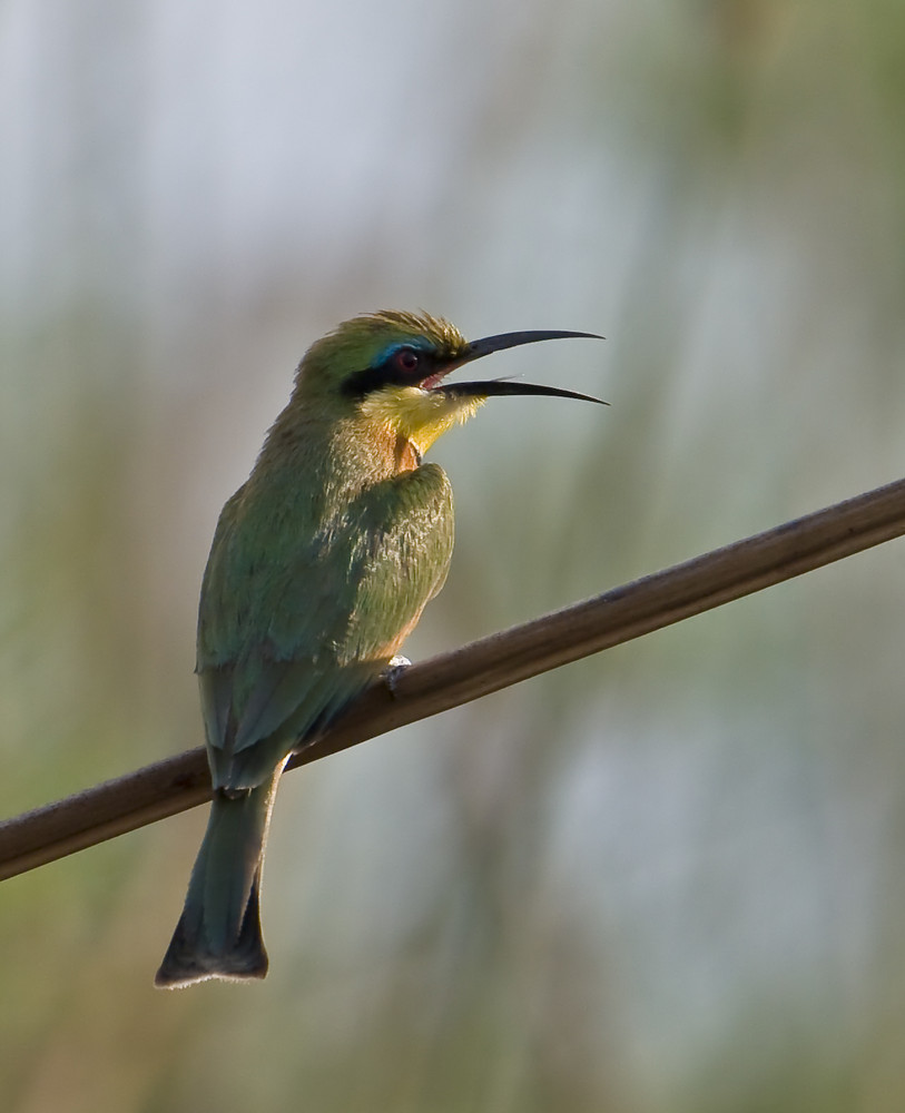 little bee-eater