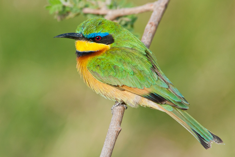 Little Bee-eater