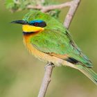 Little Bee-eater