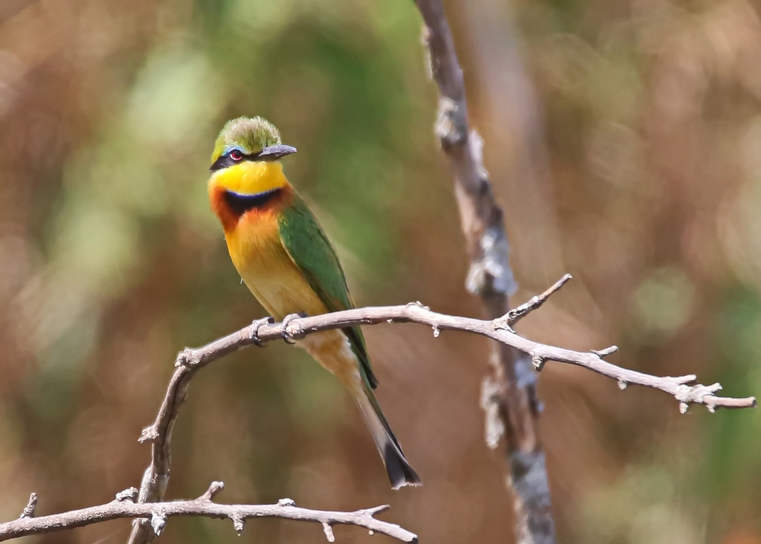 Little bee-eater