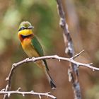 Little bee-eater