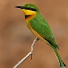 Little Bee-eater