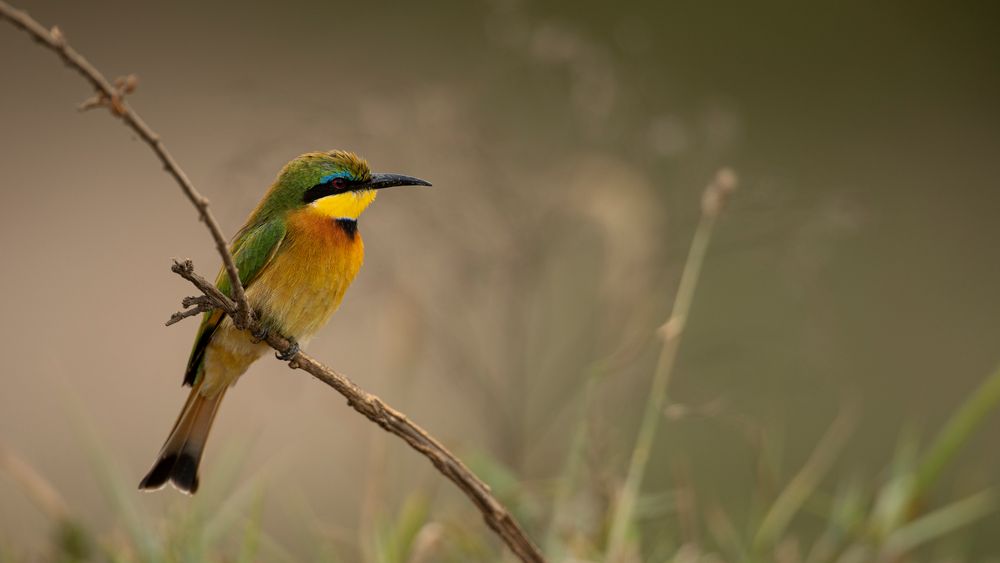 little Bee-eater