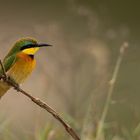 little Bee-eater