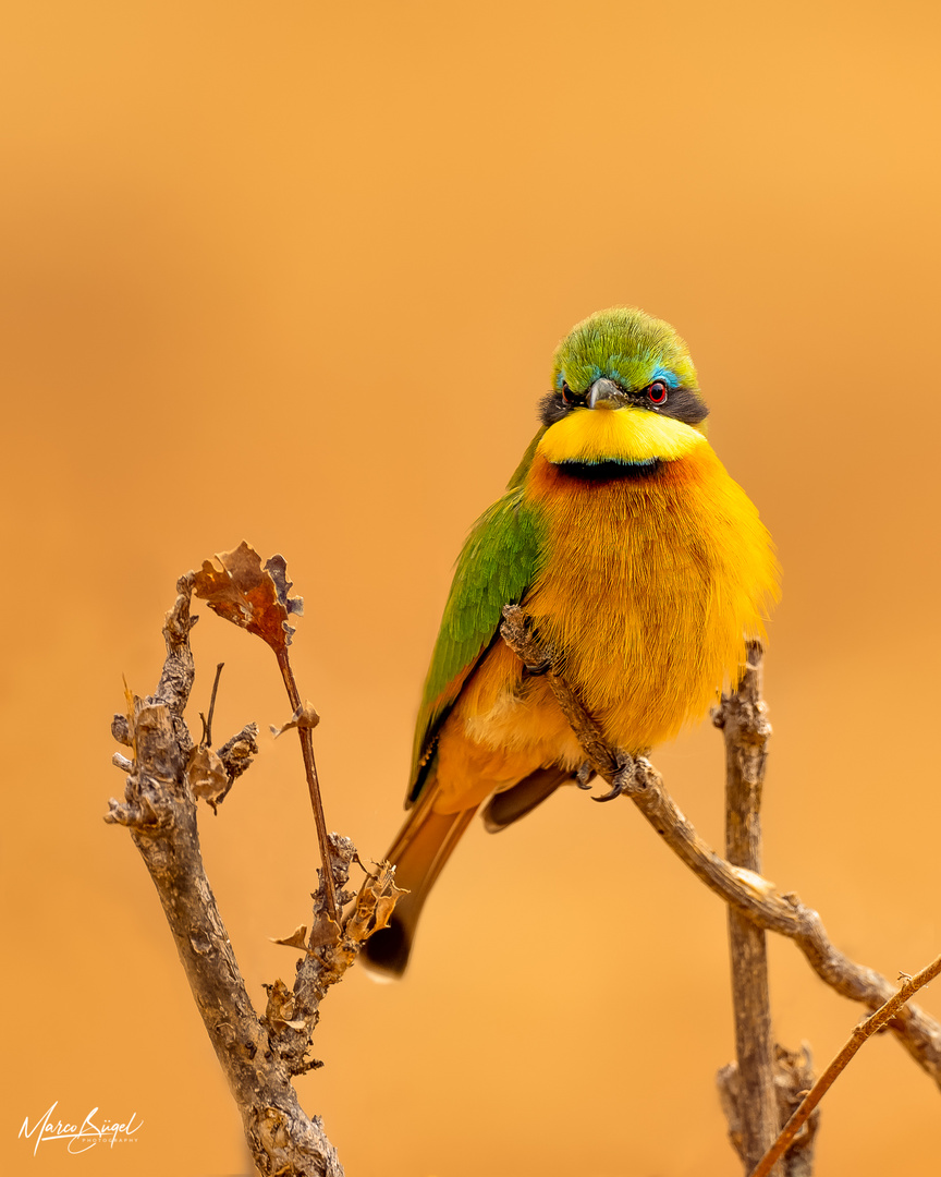 Little bee-eater 