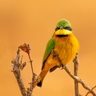 Little bee-eater 