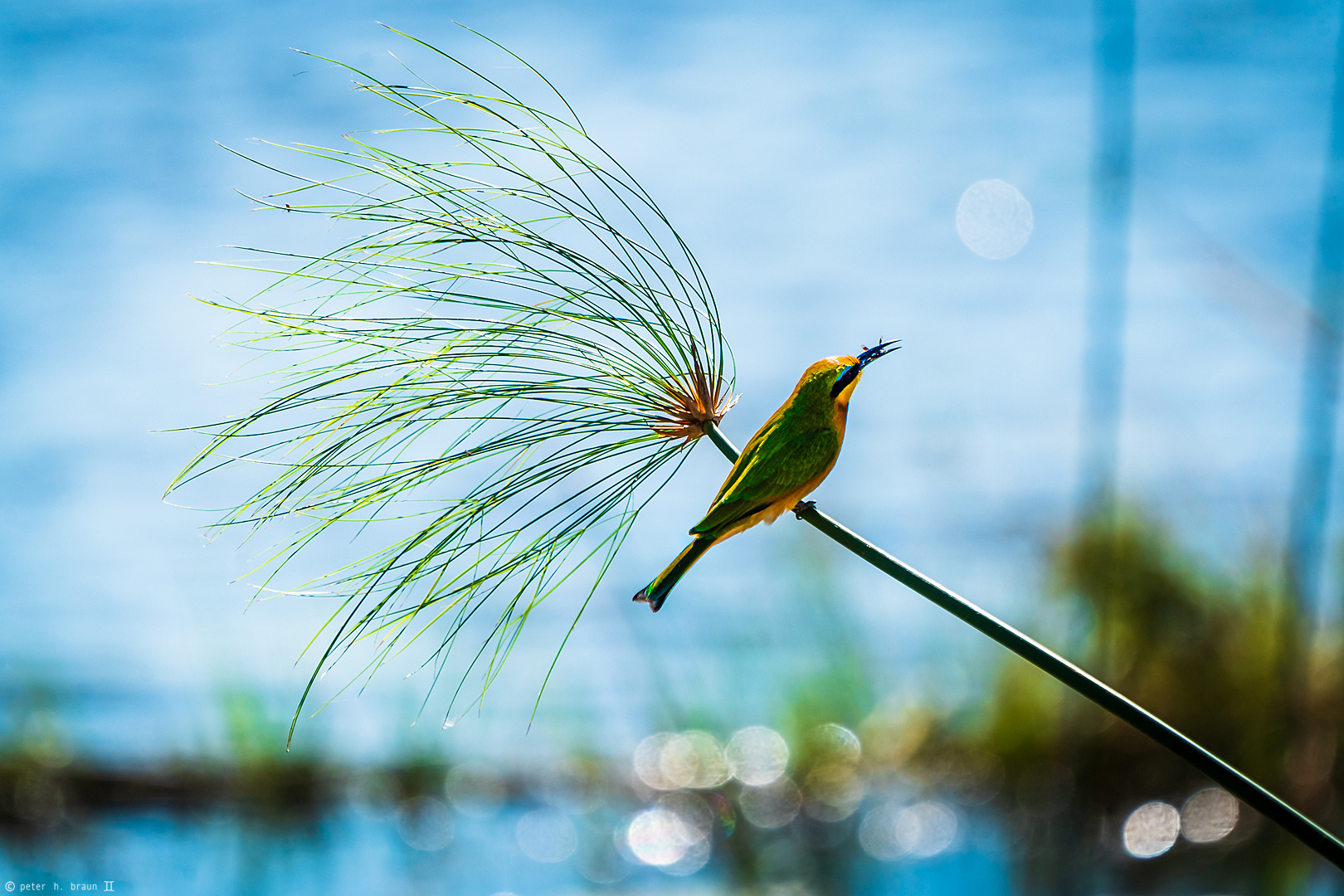 Little Bee-Eater