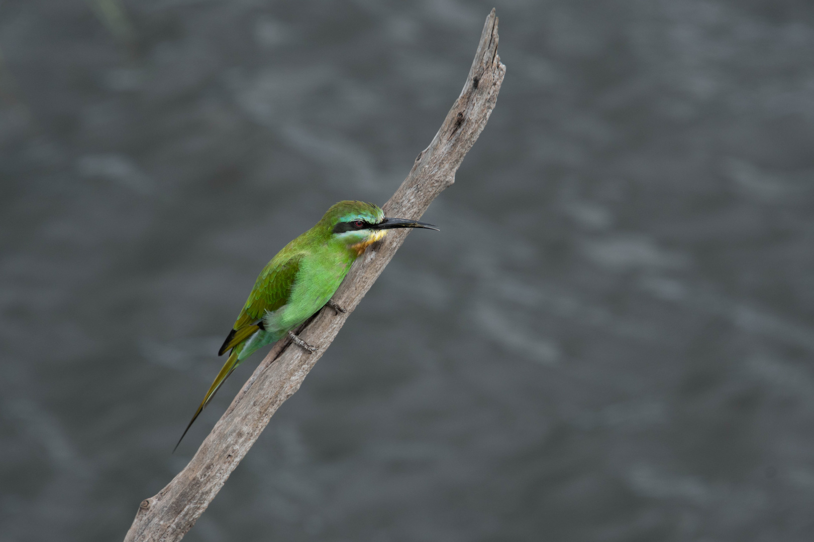 Little Bee-eater / Bienenfresser