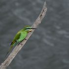 Little Bee-eater / Bienenfresser