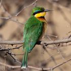 little bee-eater - hört sich doch viel besser an