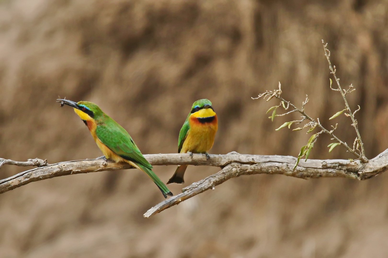 Little bee-eater (Merops pusillus)