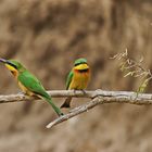 Little bee-eater (Merops pusillus)