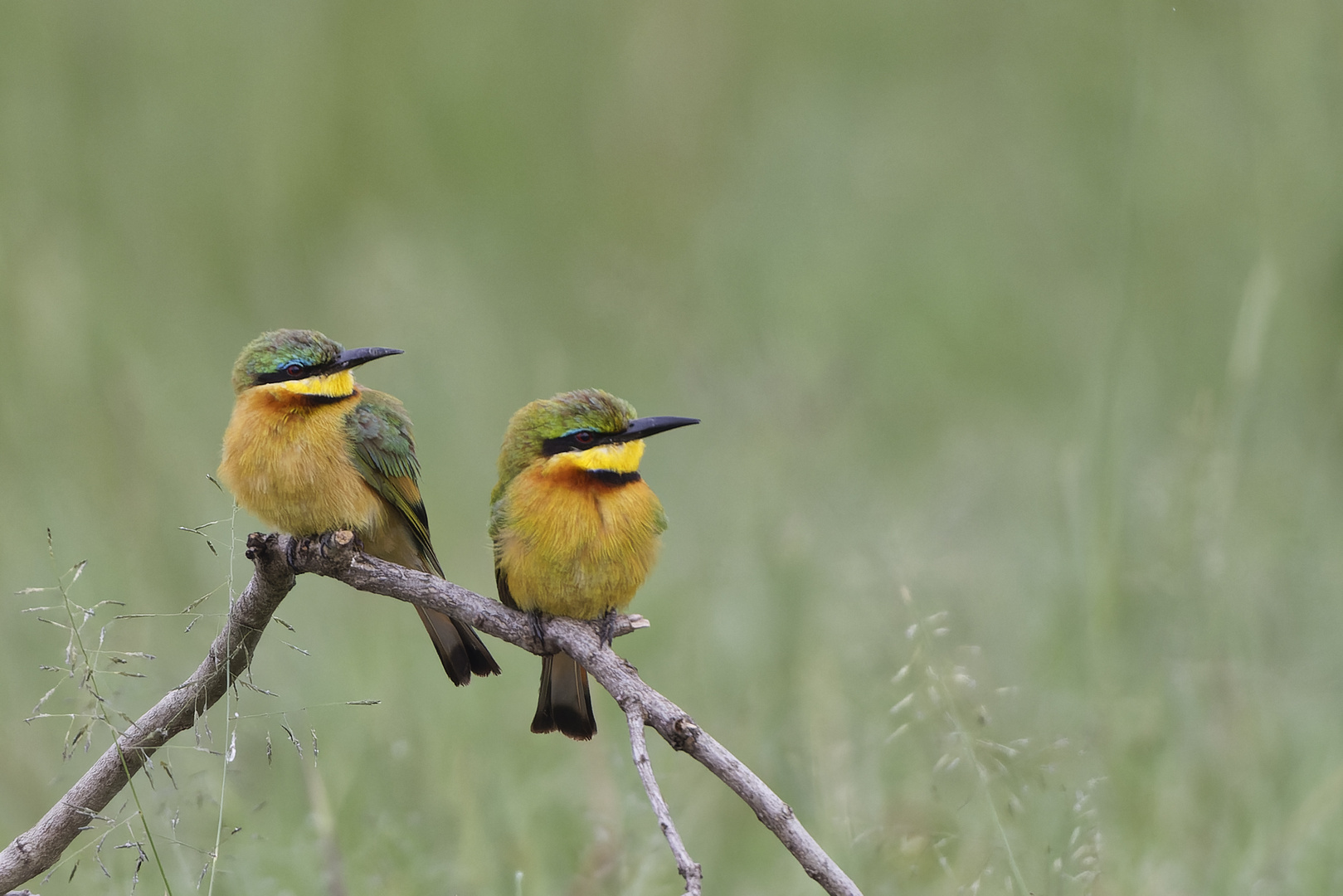 Little bee-eater  - Zwergspint