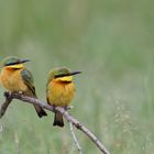 Little bee-eater  - Zwergspint