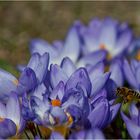 little bee searches for nectar