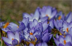 little bee searches for nectar