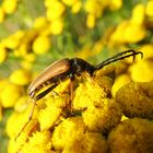 little beetle on a flower