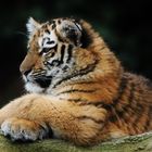 little big Tiger