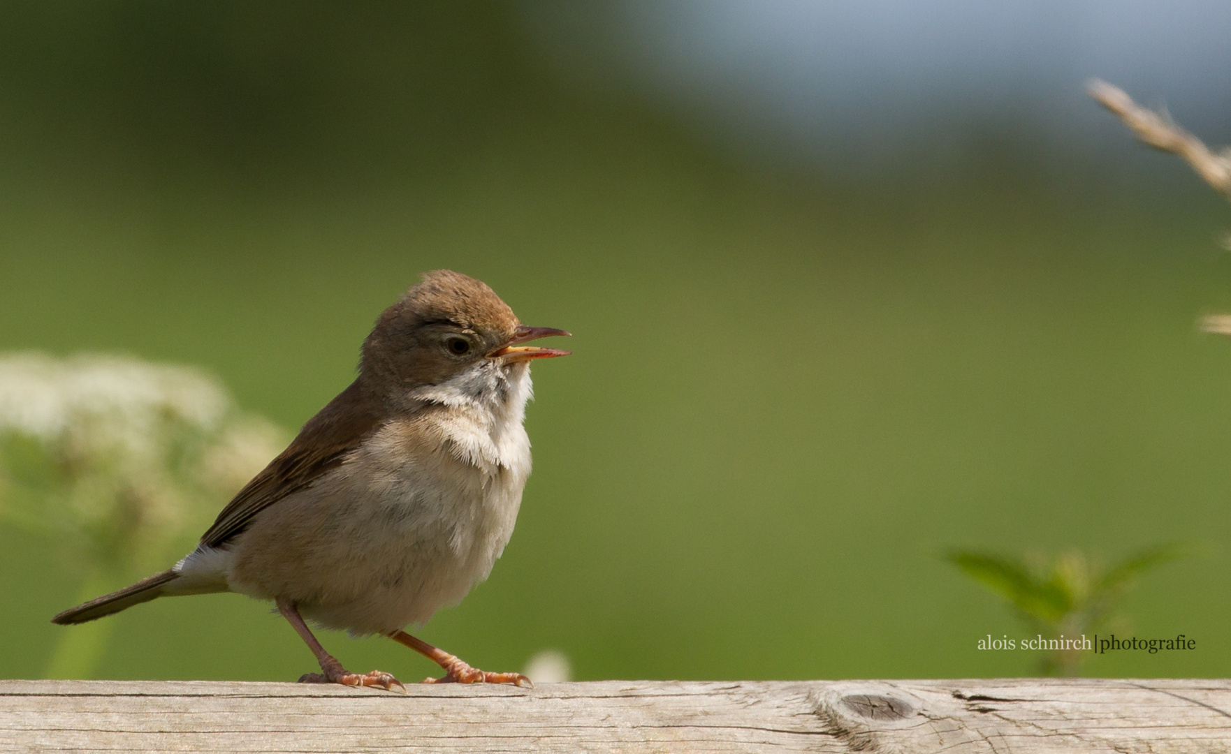 Little Bird