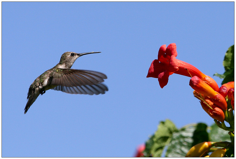 "Little Bird in Birdies Garden"