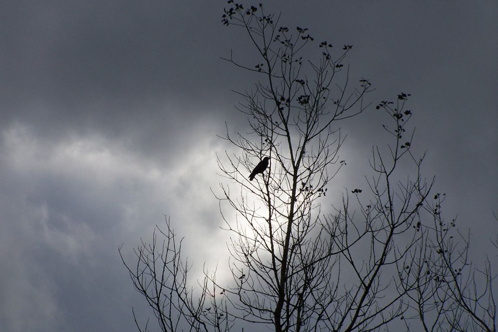 Little bird ligthened up in the darkness