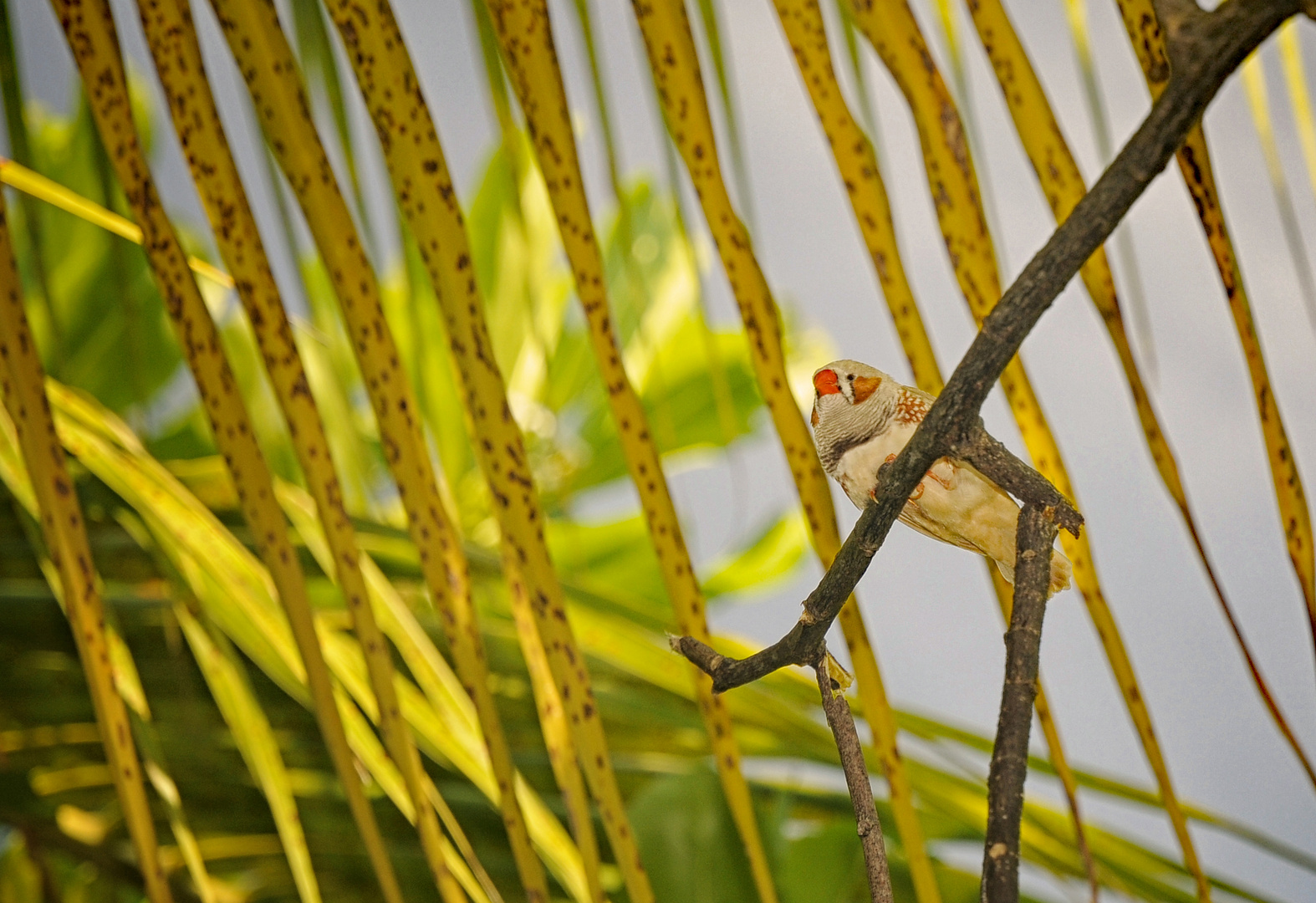 Little Bird of Maldives