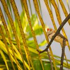 Little Bird of Maldives