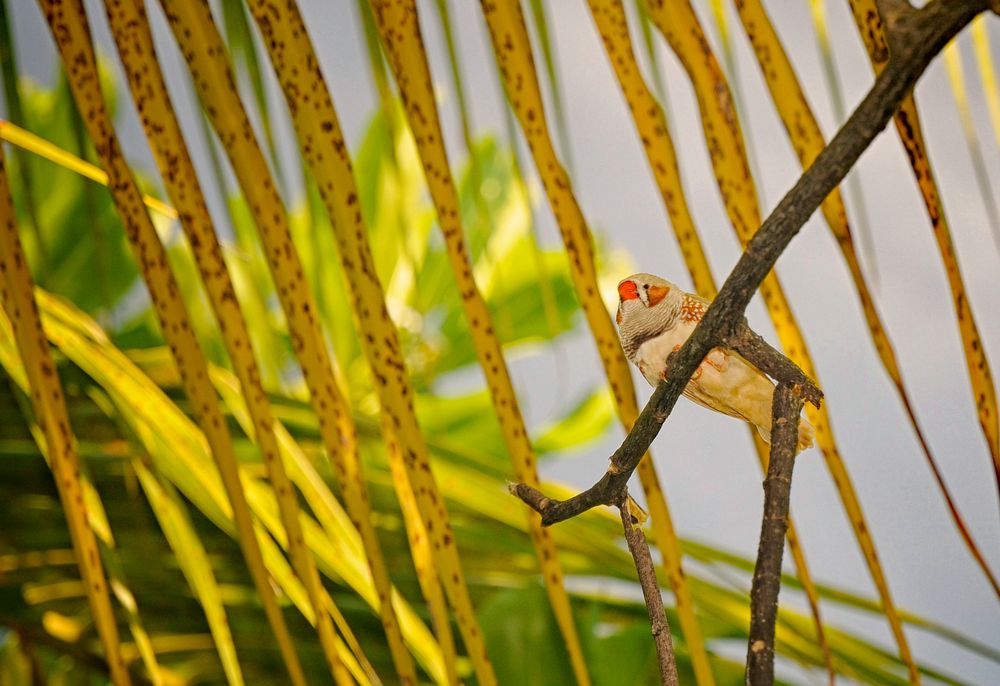 Little Bird of Maldives