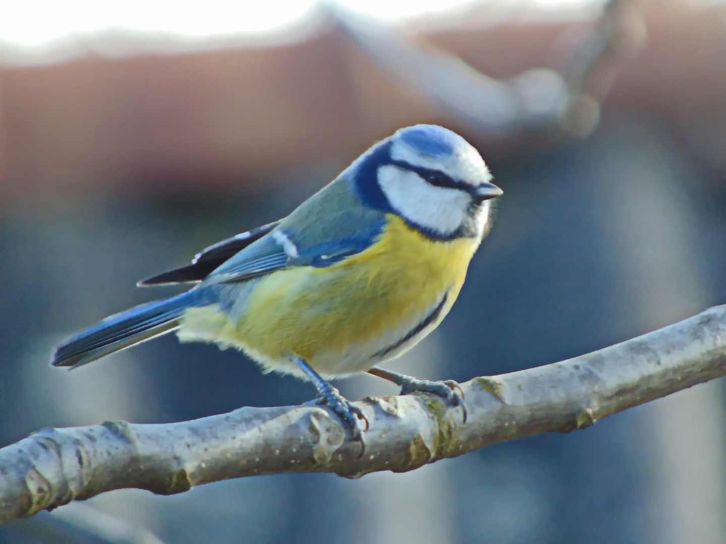 Little bird on a branch