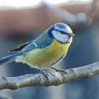 Little bird on a branch