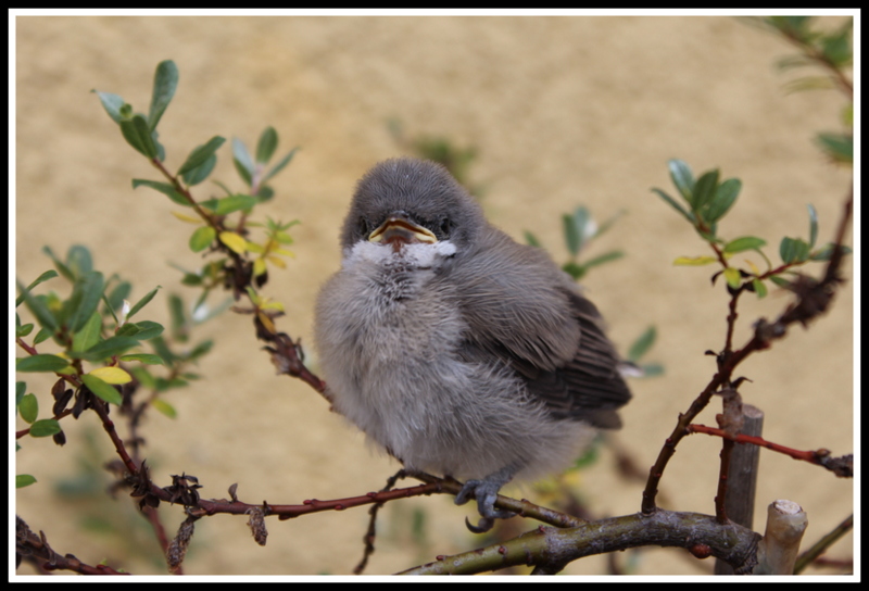 Little bird on small trees.