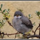 Little bird on small trees.