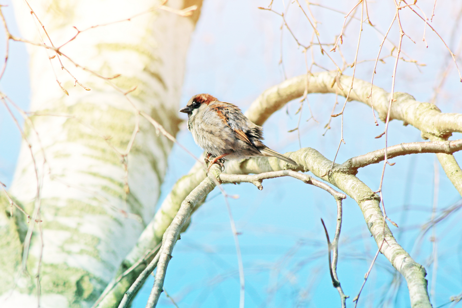 little Birdy in a Birch