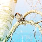 little Birdy in a Birch