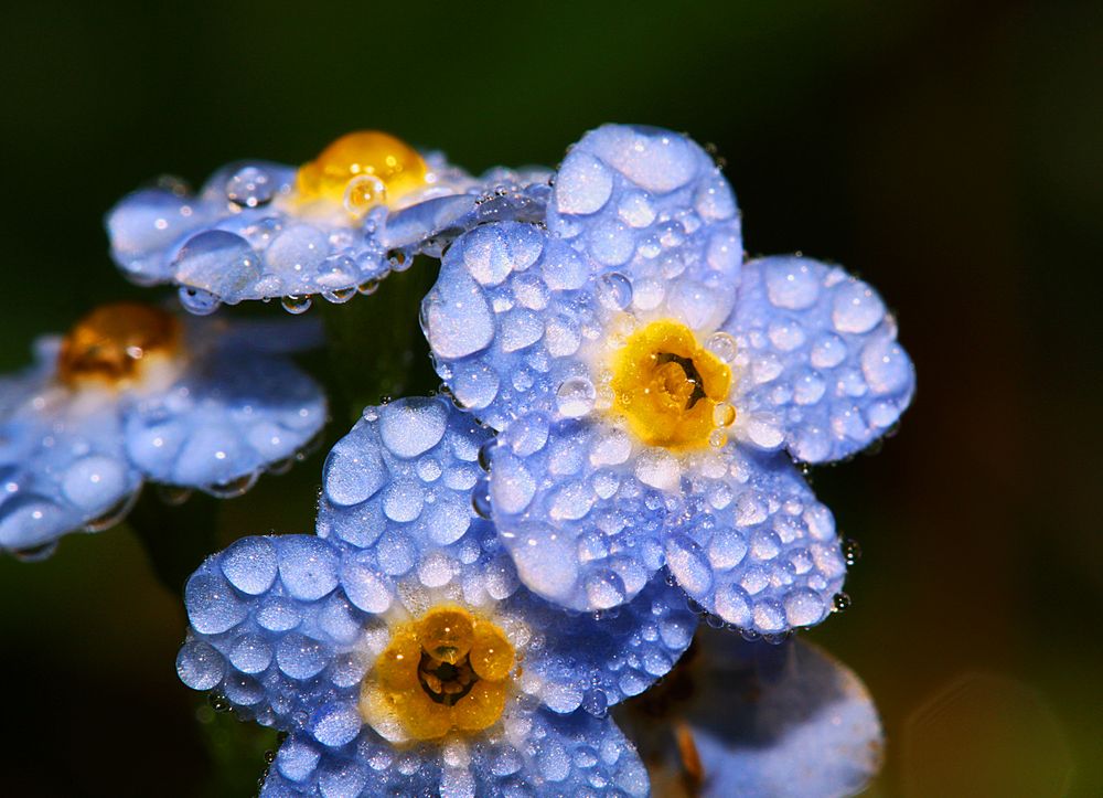 ...little bit of blue... by Tauchtänzerin 