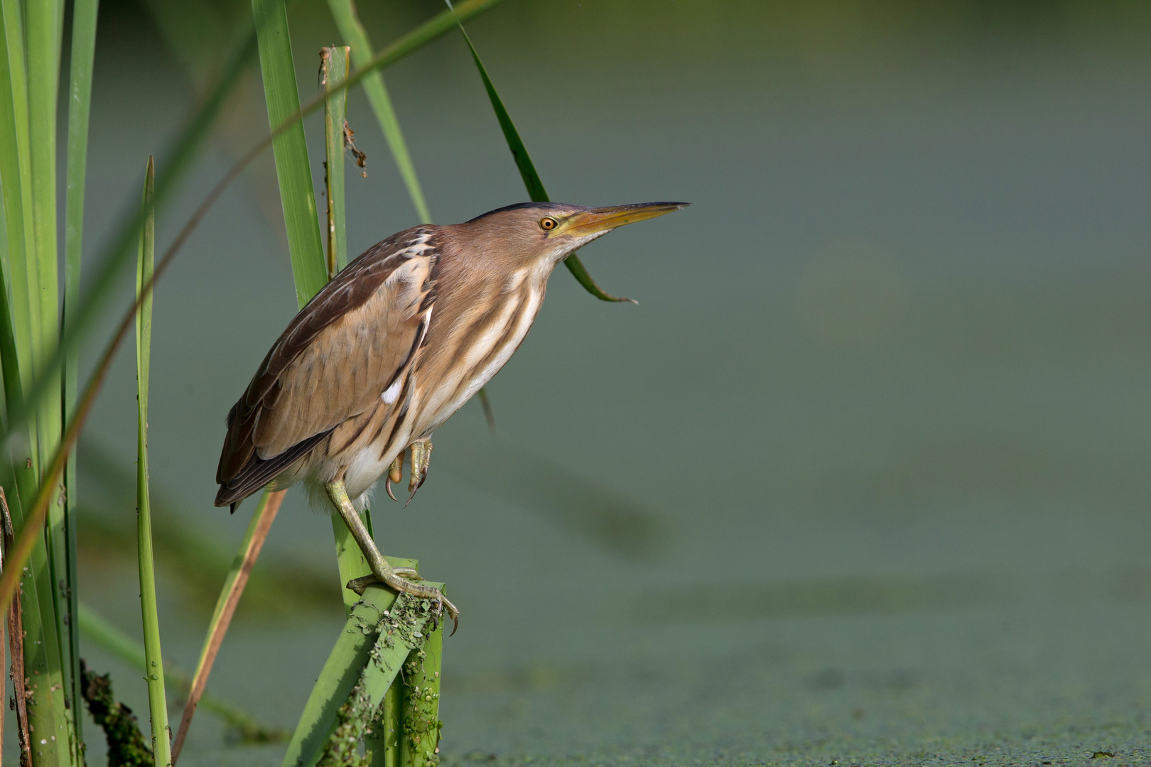 Little bittern 2