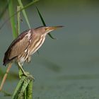 Little bittern 2