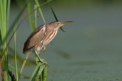 Little bittern 2