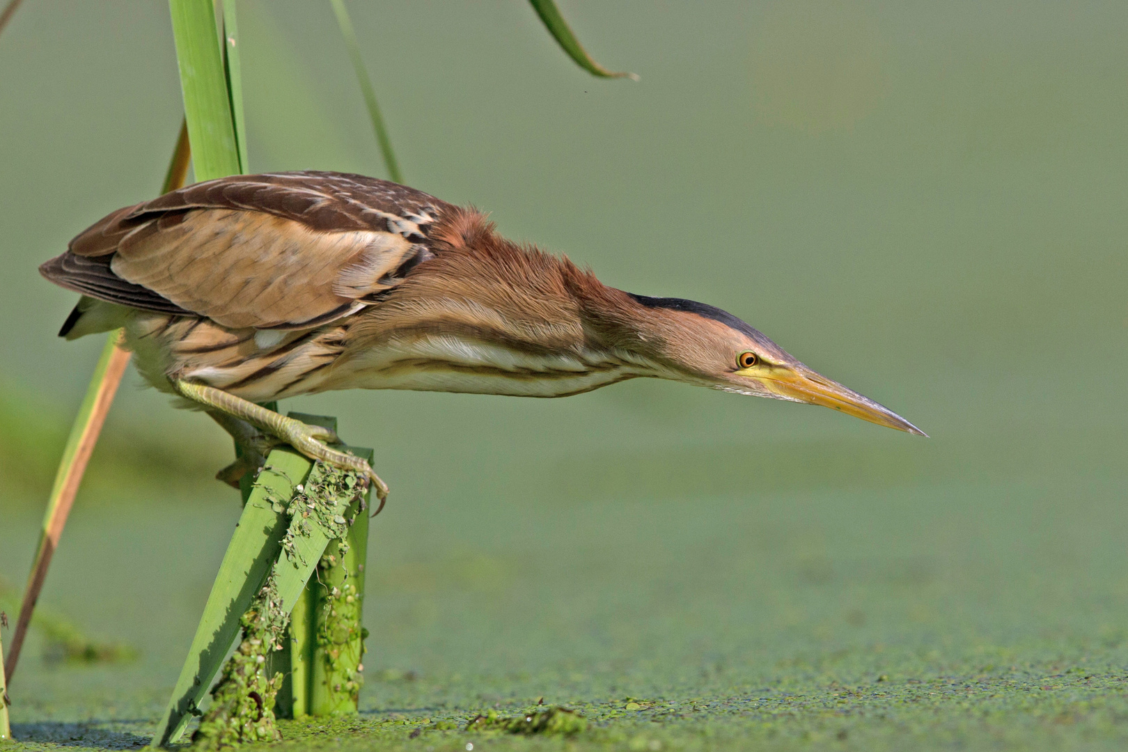 Little bittern 3