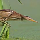 Little bittern 3