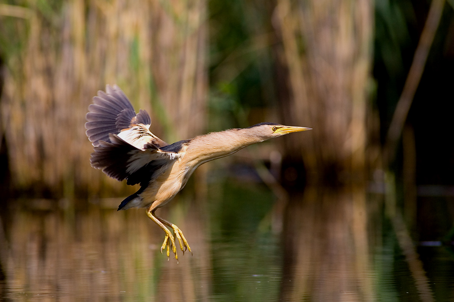 Little bittern