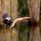 Little bittern