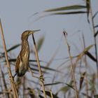 Little Bittern